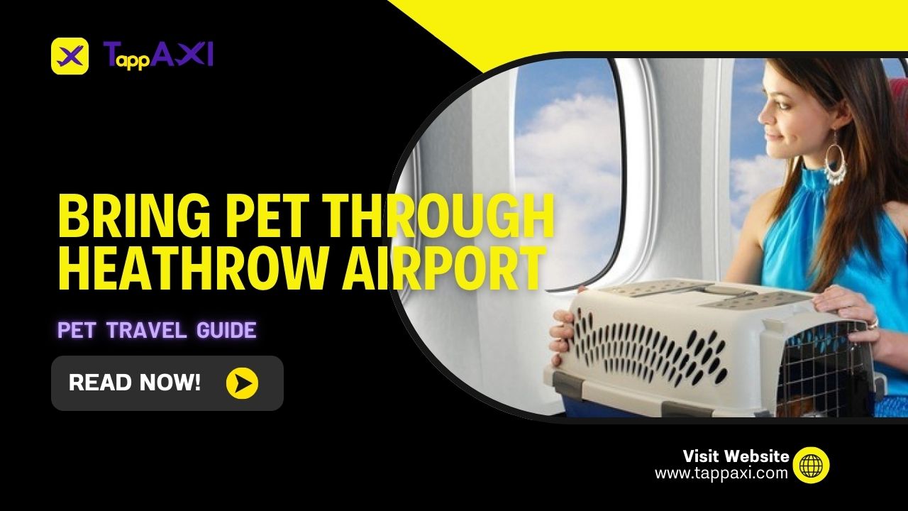 How to Bring Pet Through Heathrow Airport | Pet Travel Guide